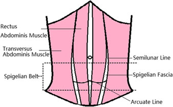 rectus