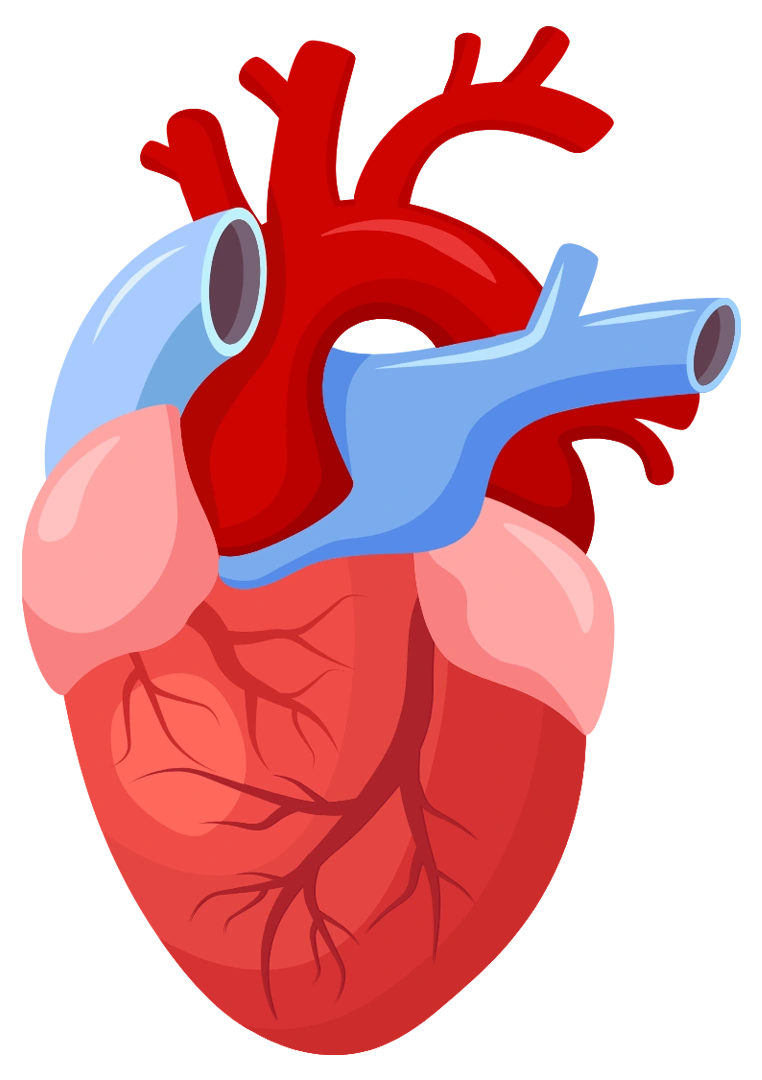 Cardiology-icon