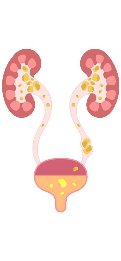 Urology-icon