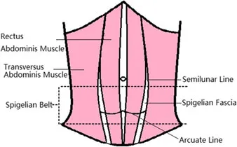 rectus